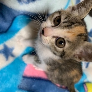 三毛子猫捨てられていました。