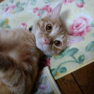 美猫の茶トラです！【8/16日譲渡会】