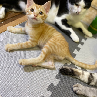 里親募集です！