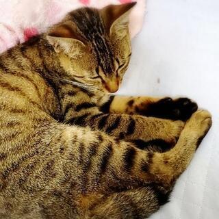 ペット用キャリーを探しています