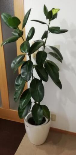ゴムの木　観葉植物