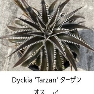 ディッキア（delicata hyb × Tarzan）幼苗２個セット　ディッキア　アナナス　多肉植物の画像