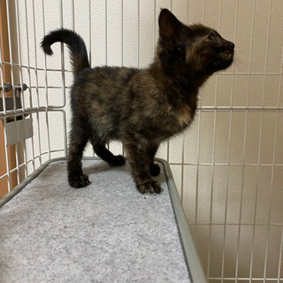 迷子で保護した子猫