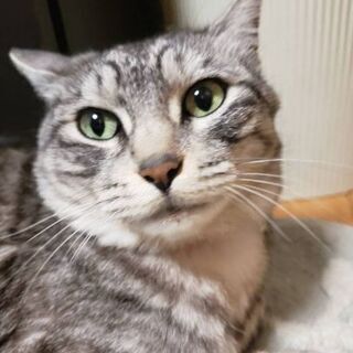 【見つかりました】迷い猫探しています