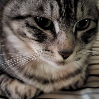 【見つかりました】迷い猫探しています - 西多摩郡