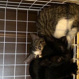 生後３ヶ月のフジシロ猫１匹の家族になってください。 - 猫