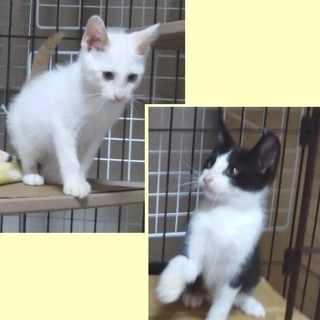 ★白★黒白ハチワレ★兄弟です　約３ヶ月