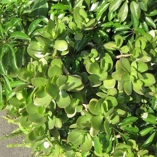 金のなる木金のなる木　庭木・鉢植え　挿し木用　カット枝1本