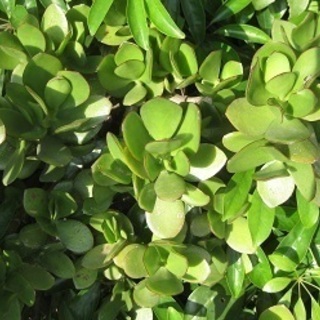 金のなる木金のなる木　庭木・鉢植え　挿し木用　カット枝1本の画像