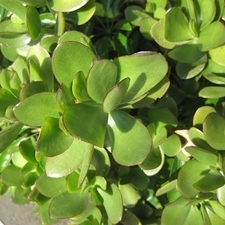 金のなる木金のなる木　庭木・鉢植え　挿し木用　カット枝1本の画像