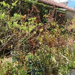多種植物､盆栽､鉢等の画像