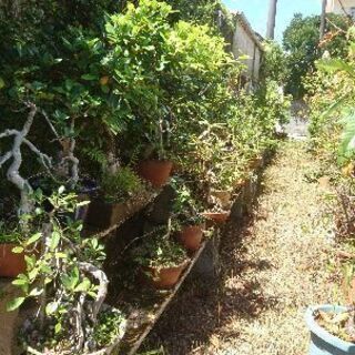 多種植物､盆栽､鉢等の画像