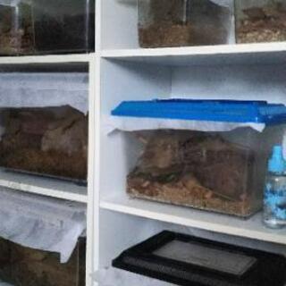 子供達に人気✨クワガタ虫🙌🌳