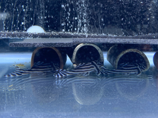 北海道一部発送可能　インペリアルゼブラプレコ　4.0〜センチ