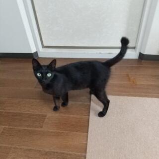 子猫の里親募集