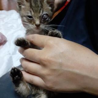 捨て猫ちゃん(子猫)里親募集