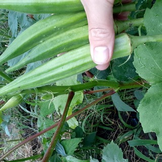 オクラとインゲン豆を作りませんか？