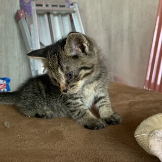 里親さん募集中　1ヶ月くらいの子猫4匹