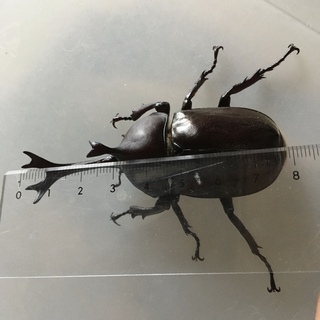 カブトムシ　オス大型+メス