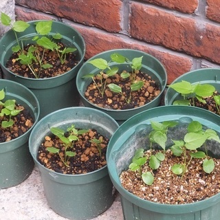 観葉植物　モミジアオイ　赤色　小苗