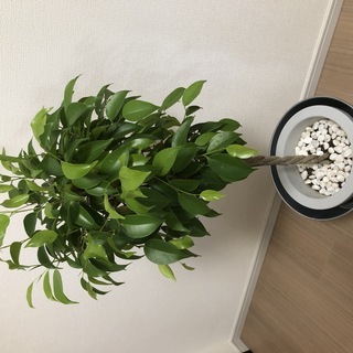 観葉植物　ベンジャミン　Lサイズ 7号鉢 　イケア（IKEA）の...