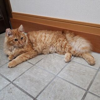 再度募集します雄の成猫です