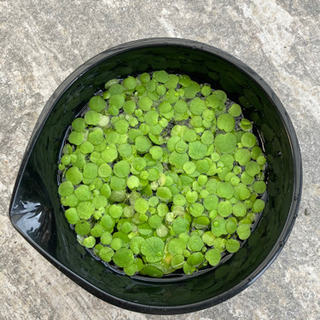 水草セット