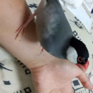 手乗り文鳥の里親探しています