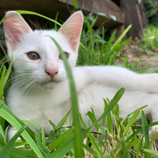 白い子猫（♂）里親募集！