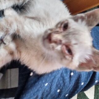 里親募集、2ヶ月ほど？雄子猫