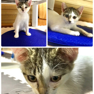 保護子猫