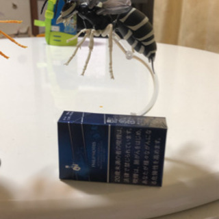 スズメバチ