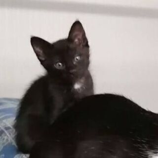 5月19日に産まれた仔猫です（受付一時中止しております）