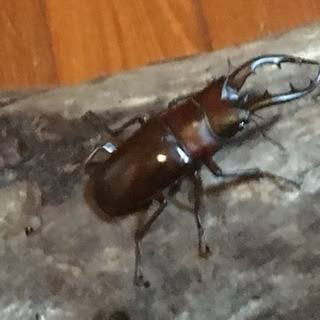 一緒にクワガタを取りに行きませんか？