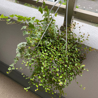 観葉植物　アイビー　× ワンヤープラント