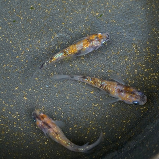 【♦️お話し中】🐶メダカ　三色ラメ④ 1ペア＋♀1匹　現物の画像