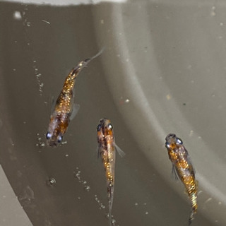 【♦️お話し中】🐶メダカ　三色ラメ④ 1ペア＋♀1匹　現物の画像