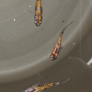 【♦️お話し中】🐶メダカ　三色ラメ④ 1ペア＋♀1匹　現物の画像