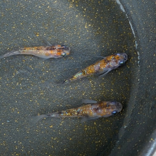 【♦️お話し中】🐶メダカ　三色ラメ④ 1ペア＋♀1匹　現物の画像