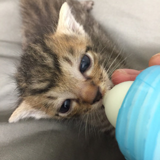 生後3週間程の赤ちゃん猫全てオス