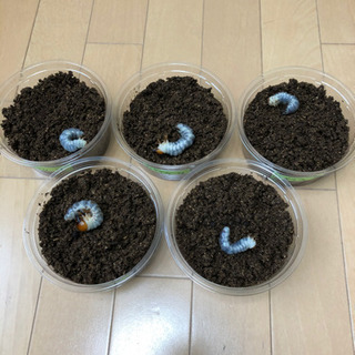 [受渡し終了]ギラファノコギリクワガタ(keisukei)幼虫