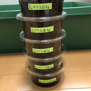 [受渡し終了]ギラファノコギリクワガタ(keisukei)幼虫の画像