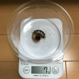 [受渡し終了]ギラファノコギリクワガタ(keisukei)幼虫の画像