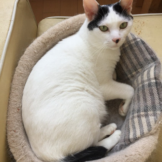 ●癒し系紳士ねこ●