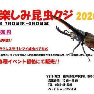 カブトムシ！クワガタ！昆虫クジ！！