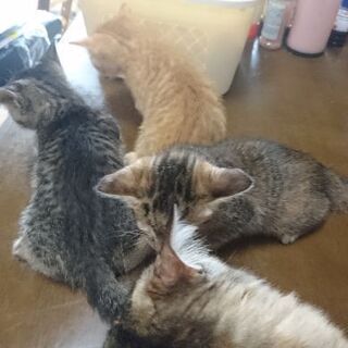里親さんを探しています