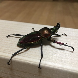 ニジイロクワガタ①