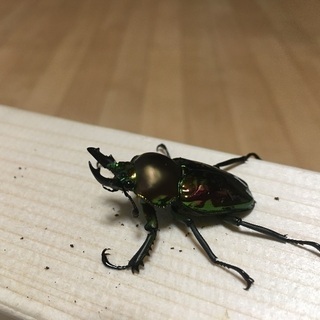 ニジイロクワガタ②