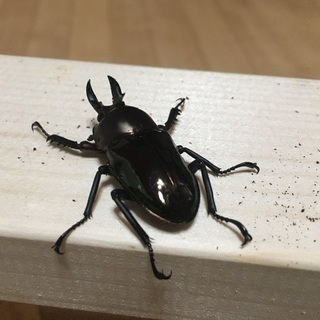 ニジイロクワガタ③