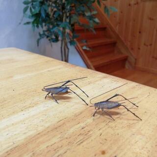 コオロギ🦗(竹製品)